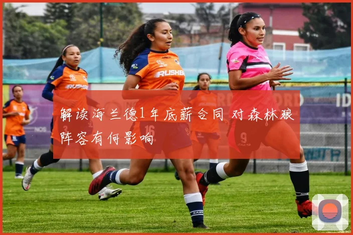 解读海兰德1年底薪合同 对森林狼阵容有何影响